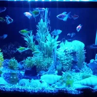فروش آکواریوم