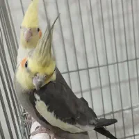 فروش عروس هلندی