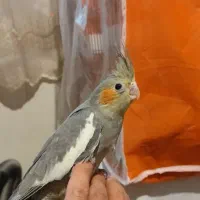 جوجه عروس هلندی