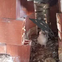 دو عدد کبوتر