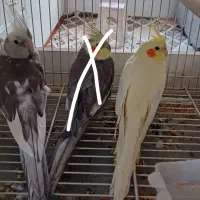 عروس هلندی لوتینو بالغ نرو ماده