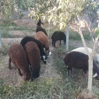 واکسن خورده ۸ عدد بره