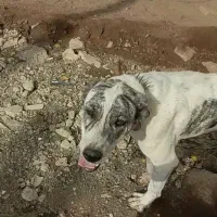 سگ گمشده|حیوانات|سبزوار, شهدا|دیوار