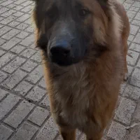 ژرمن میکس|سگ|بیرجند, |دیوار