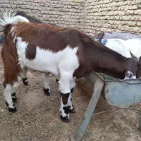 بزغاله نر و ماده|حیوانات مزرعه|گنبد کاووس, |دیوار