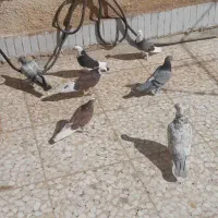 کبوتر|پرنده|فولادشهر, B4|دیوار