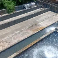 اجاره مزرعه پرورش ماهی قزل آلا با آب چشمه|اجارهٔ دفتر صنعتی، کشاورزی، تجاری|ماسال, |دیوار