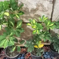 شفلرا حسن یوسف گل کاغذی