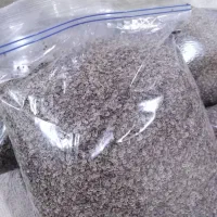 بذر شوید گاوریش|حراج|برازجان, |دیوار