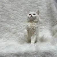 بریتیش سفید|گربه|کرمانشاه, |دیوار