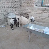 یک بره ماده چاق