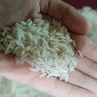 برنج هاشمی درجه یک