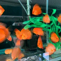 فروش انواع نژاد دیسکس 20% off|ماهی|مشهد, شهرک رازی (شهرک غرب)|دیوار