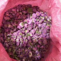 گل محمدی