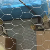 عروس هلندی و مرغ عشق