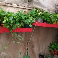 فروش گلدان های طبیعی باکیفیت|گل و گیاه طبیعی|تهران, میرداماد|دیوار