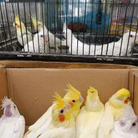 جوجه عروس لوتینو و آلبینو سرلاکی کیفیت بالاودونخور|پرنده|خورموج, |دیوار