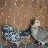 کبوتر گم کردم