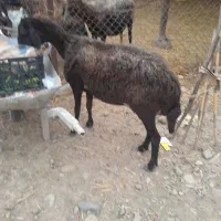 یه راس گوسفند پرواری درشت