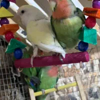 6 عدد برزیلی ،کتوله ،|پرنده|کرمان, |دیوار