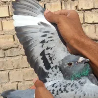 یک جفت پلاکی خارجی