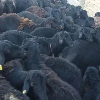 خرید وفروش گوسفند افشاری میش وبره ماده وبره نر|حیوانات مزرعه|بروجرد, |دیوار