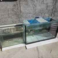 آکواریوم ماهی