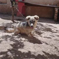 یک عدد سگ ماده پاکوتاه