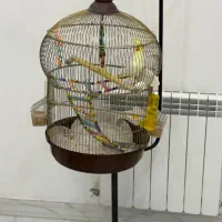 فروش جفت عروس هلندی نر و ماده با قفس کامل