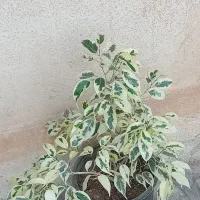 لباس|لباس|آبدانان, |دیوار