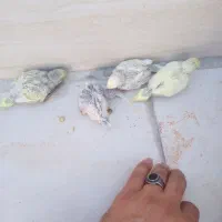 مرغ‌عشق|پرنده|جم, |دیوار