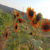 فروش خانه ویلایی