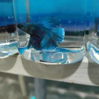 ماهی فایتر|ماهی|قزوین, |دیوار