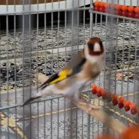 سهره سقا نرر ۲ساله مستت