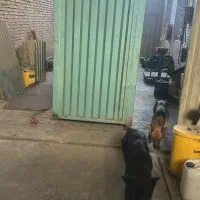 گمشده سگ ژرمن ۲تا