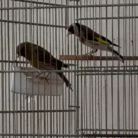 سهره و قناری جفت