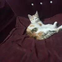ملو|گربه|بیرجند, |دیوار