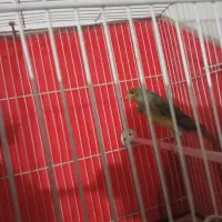 قناری زیبا|پرنده|نیشابور, هفده شهریور|دیوار