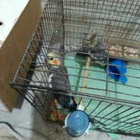 دو تا نر بالغ|پرنده|کازرون, |دیوار