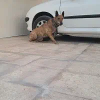 سگ نر ۵ساله مخصوص نگهبانی باهیچ حیونی کار نداره|سگ|بندرلنگه, |دیوار