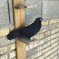 زاغ آبادانی