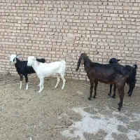 چهار راس بز به 20 تومن