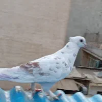 کفتر گرفتنی