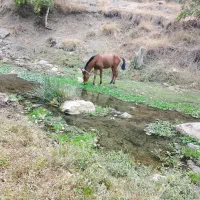 اسب سالم|اسب و تجهیزات اسبسواری|سردشت, |دیوار