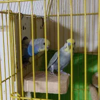 جفت مرغ عشق مولد نژاد رینبو|پرنده|فردیس, شهرک شهید حسینی|دیوار