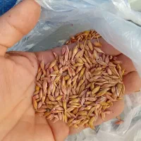 فروش جو محلی دامی نه بذری۲۶۰۰۰تومان