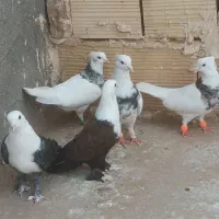 کبوتر کلاغ و توقی
