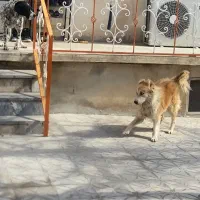 هاسکی مالاموت سامویید