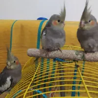 جوجه عروس هلندی