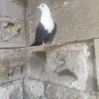 کبوتر کله سفید ماده جوان سالم سالم به شرط تخم وبچ